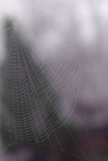 16th Dec 2020 - Spider web 