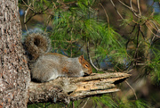 16th Dec 2020 - Nap time for squirrels