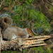 Nap time for squirrels by batfish