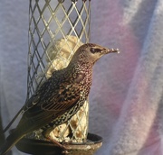 15th Dec 2020 - One of the hungry starlings