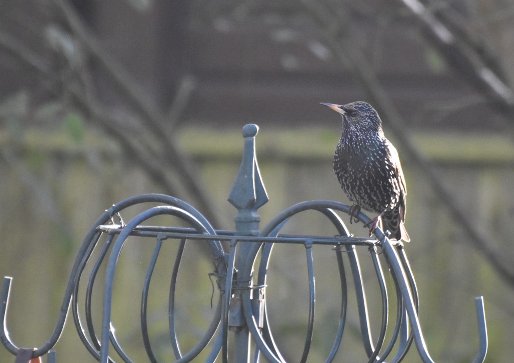 Yet another starling  by rosiekind
