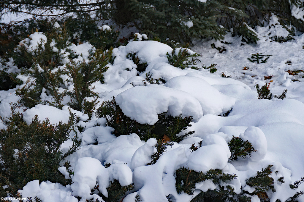 Let it snow by larrysphotos