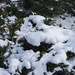 Let it snow by larrysphotos
