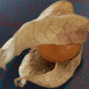 14th Dec 2020 - Another physalis 
