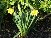 17th Dec 2020 - Daffodils in Bloom