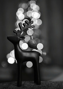 16th Dec 2020 - Reindeer Bokeh