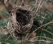 22nd Nov 2020 - Empty nest