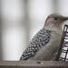 Red-bellied Woodpecker by paintdipper