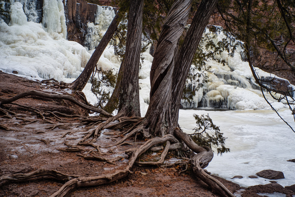 Cedars  by tosee