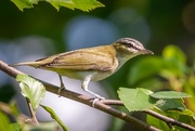 26th Aug 2020 - Red-Eyed Vireo