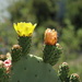 Colourful Cactus by ninaganci