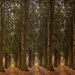 Triptych trees  by judithmullineux