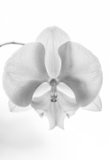 12th Dec 2020 - orchid