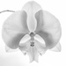 orchid by aecasey