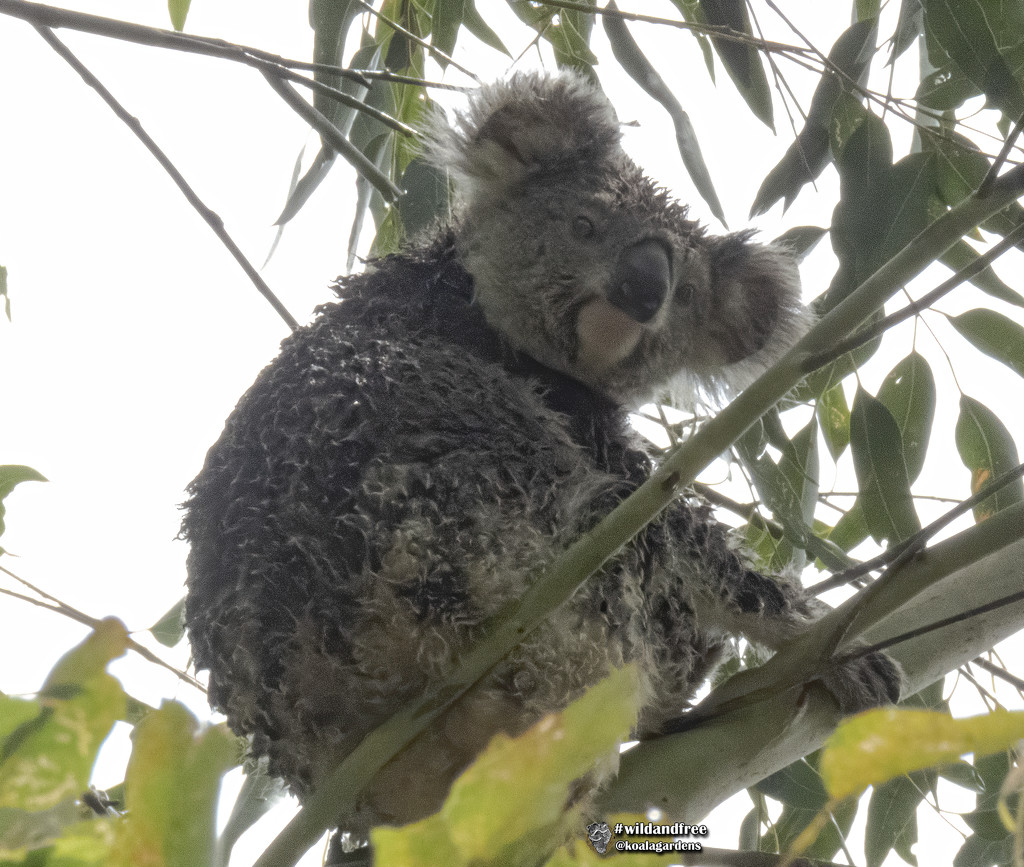 no one escapes the rain by koalagardens