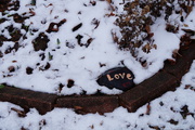 17th Dec 2020 - Love in the garden