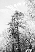 17th Dec 2020 - Tall pine
