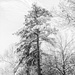 Tall pine by samae