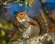 17th Dec 2020 - LHG-5687- squirrels love sweet gum balls
