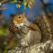 LHG-5687- squirrels love sweet gum balls by rontu