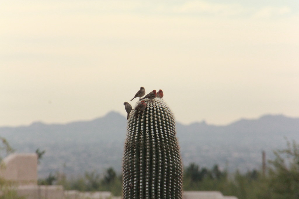 Cactus Summit by corinnec