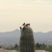 Cactus Summit by corinnec