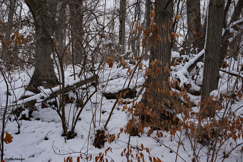 Winter wonderland 1 by larrysphotos