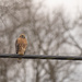 Red-Shouldered Hawk by lstasel