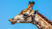 18th Dec 2020 - Yesterdays Giraffe