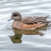 American Wigeon,  female by cdcook48