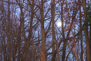 17th Dec 2020 - The Moon Through the Trees