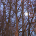 The Moon Through the Trees by april16