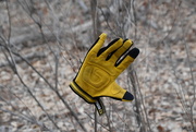 18th Dec 2020 - Missing A Glove?