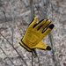 Missing A Glove? by bigdad