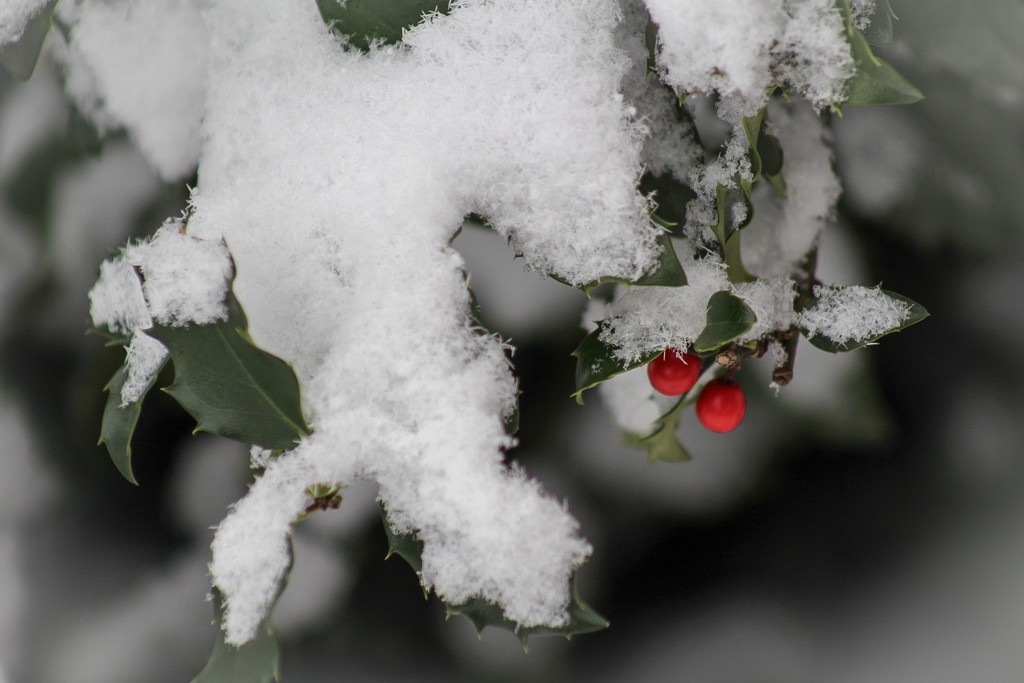 Snow on my holly bush by mittens