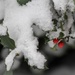Snow on my holly bush by mittens