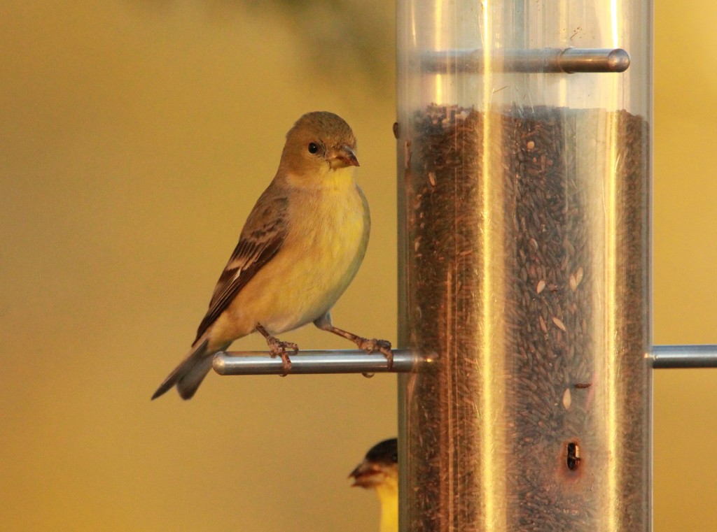 Lovely Finch by corinnec