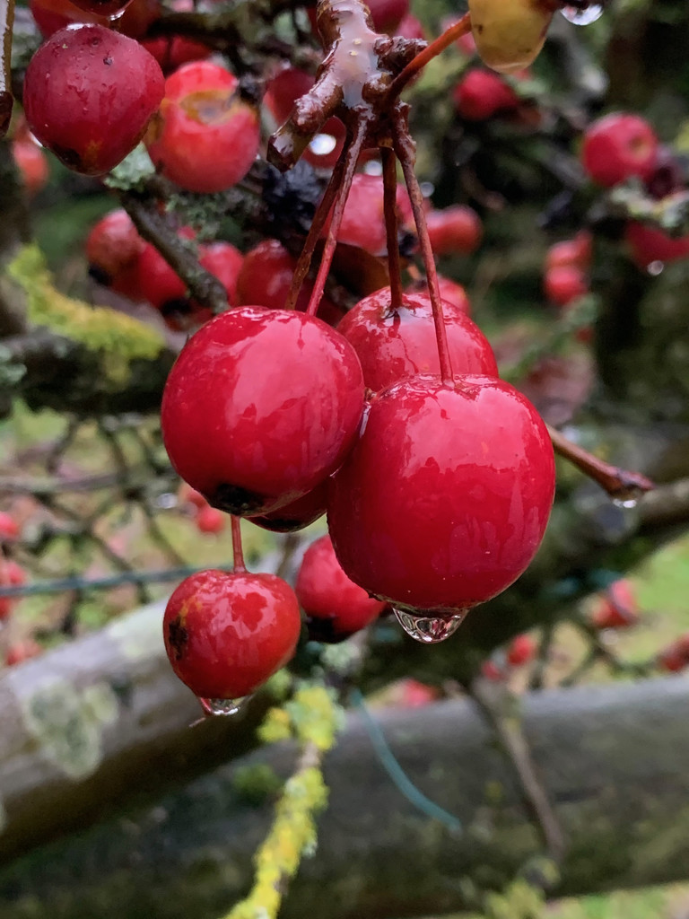 Crab apples by 365projectmaxine