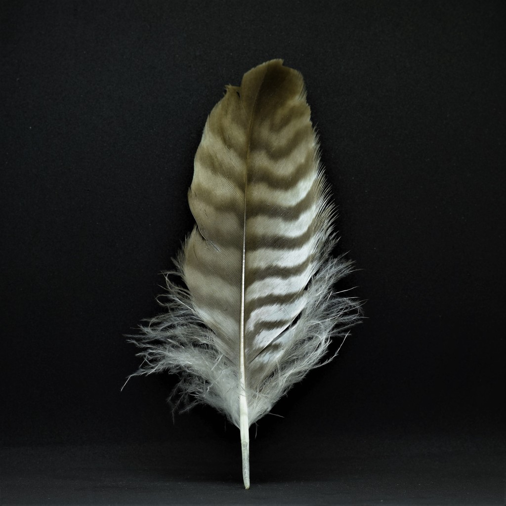 feather by christophercox