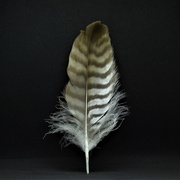 18th Dec 2020 - feather
