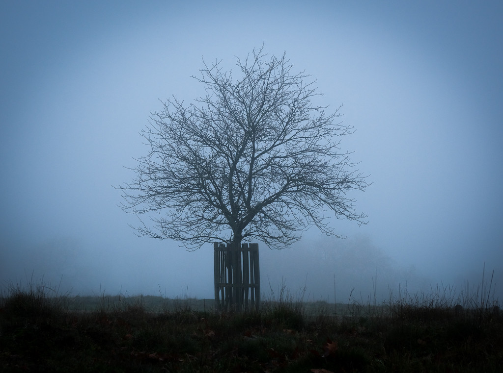 Tree in the mist by 365nick