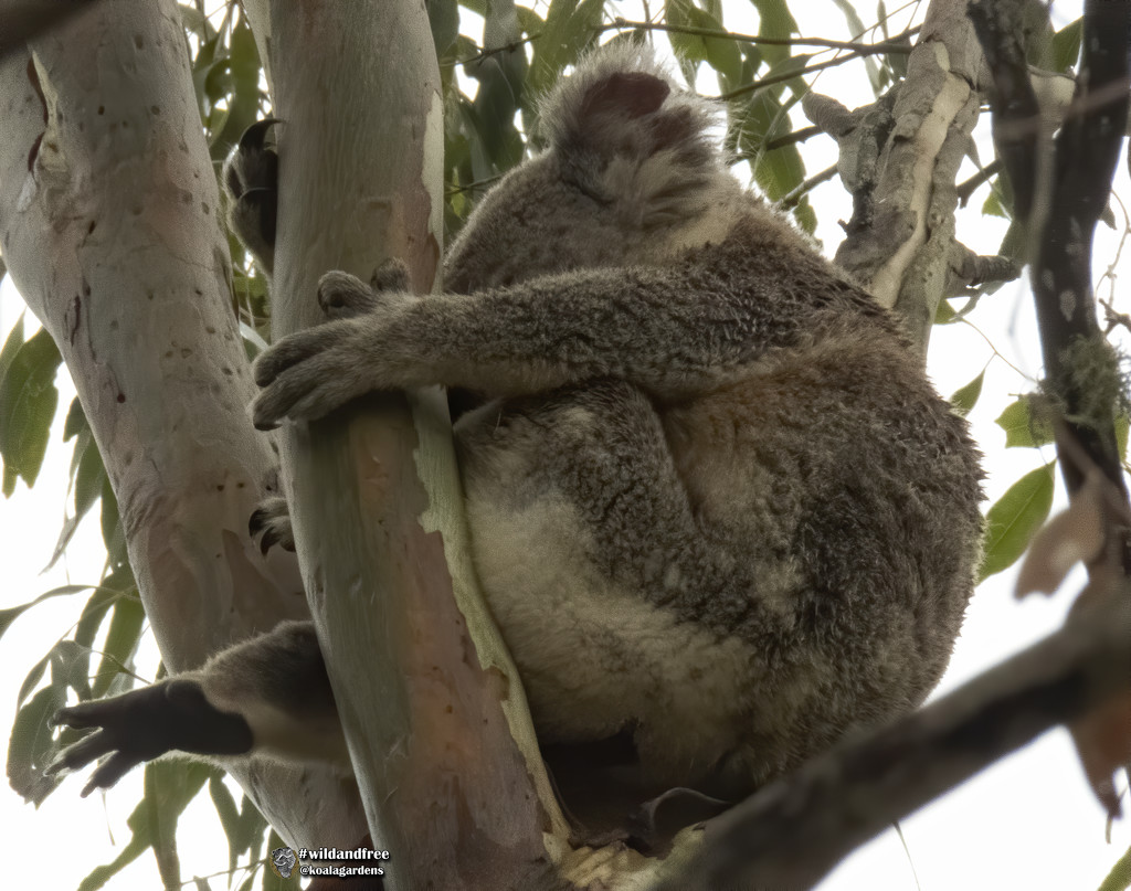 perfect balance by koalagardens