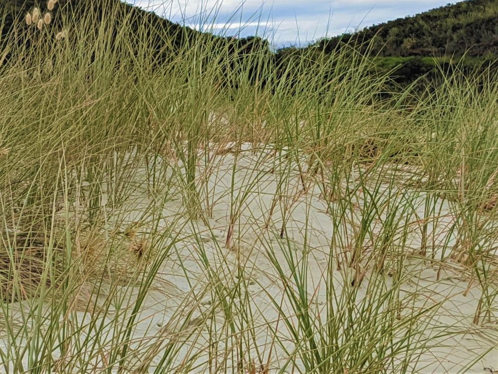 Sand and grasses by sandradavies