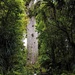Tane Mahuta Kauri tree by sandradavies