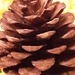 Pine Cone. by grace55