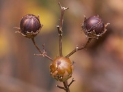 19th Dec 2020 - Crepe Myrtle seed balls...