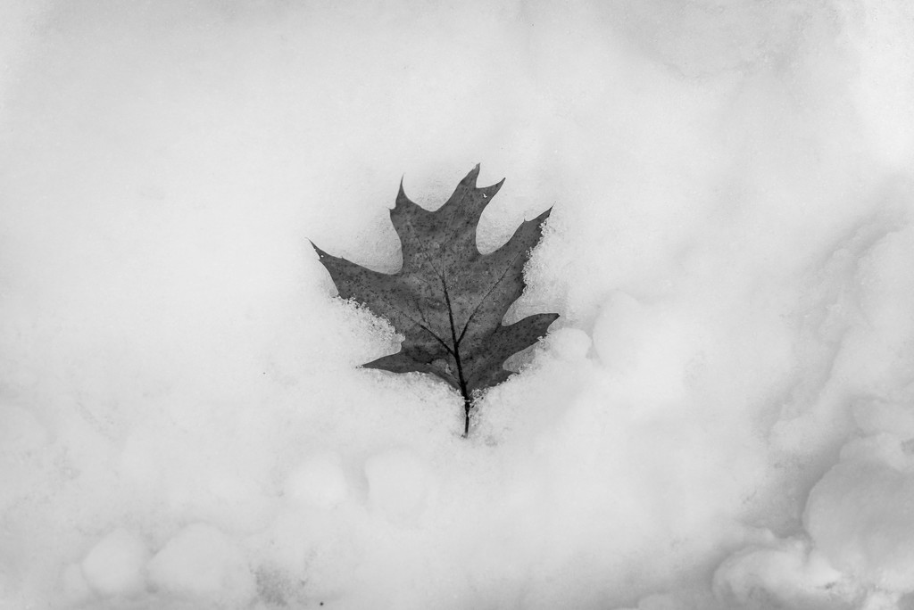 Leaf In Snow by andymacera