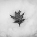 Leaf In Snow by andymacera