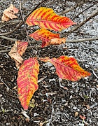 18th Dec 2020 - Autumn color