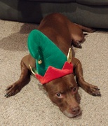 15th Dec 2020 - Being An Elf Can Be Exhausting 